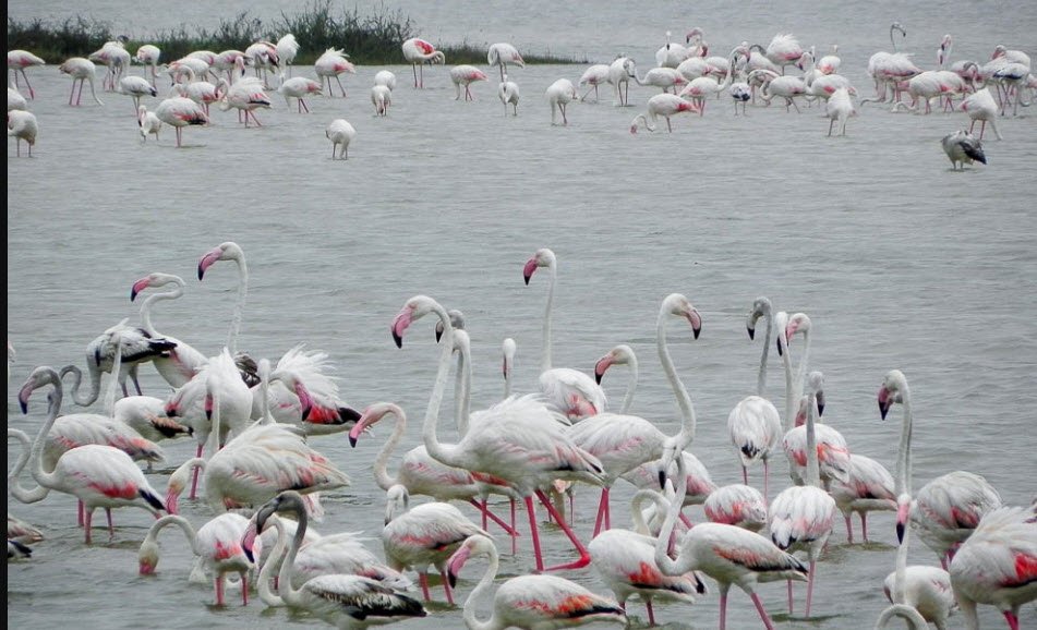 Point Calimere Wildlife and Bird Sanctuary, Nagapattinam, Tamil Nadu - Vushii.com Point Calimere Wildlife and Bird Sanctuary, Nagapattinam, Tamil Nadu - Vushii.com